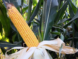 ����9̖-���׷N��-�|��