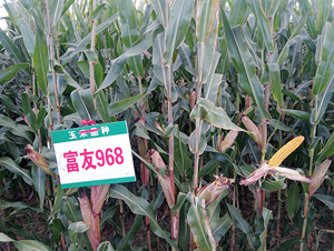 ����968-���׷N��-�|��