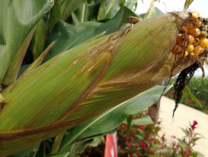 �ϻ�159-���׷N��-�|��