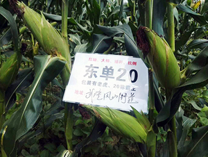 �|��20-���׷N��-�|��