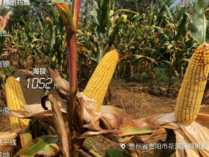 �|��100̖-���׷N��-�|��