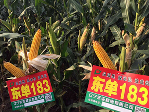 �|��183-���׷N��-�|��