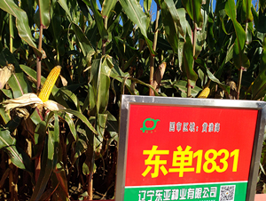 �|��1831-���׷N��-�|��