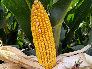 �|��1991-���׷N��-�|��