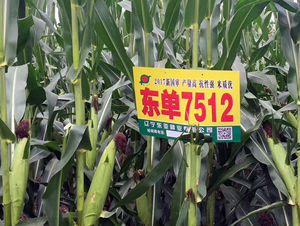 �|��7512-���׷N��-�|��