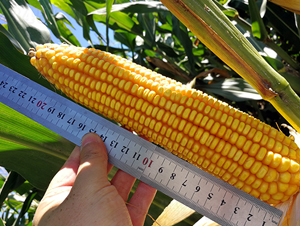 �|��308-���׷N��-�|��