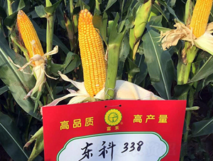 �|��338-���׷N��-�|��