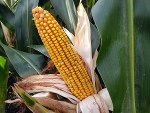 ����1921-���׷N��-�|��