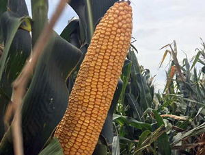 ���h705-���׷N��-�|��