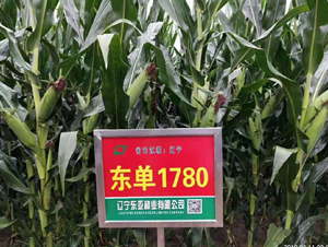 �|��1780-���׷N��-�|��