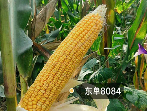 �|��8084-���׷N��-�|��