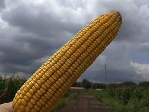 �|��9573-���׷N��-�|��