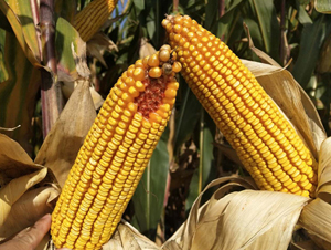 �|��L09-���׷N��-�|��