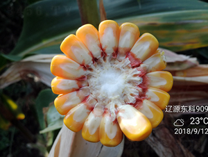 �|��909-���׷N��-�|��