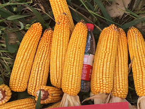 �|��1607-���׷N��-�|��