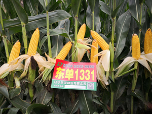 �|��1331-���׷N��-�|��