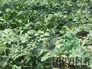 Ұţ1̖-��ľ�N��-�S�ǷN�I(y��)