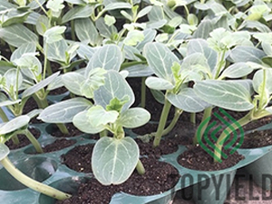 甬砧1號-砧木種子-豐登種業(yè)