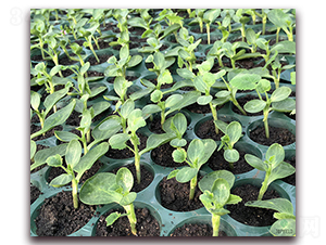 思?jí)?1號(hào)-砧木種子-豐登種業(yè)