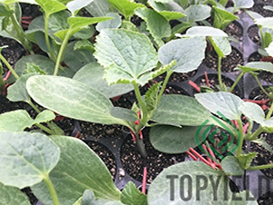 思壯8號-砧木種子-豐登種業(yè)