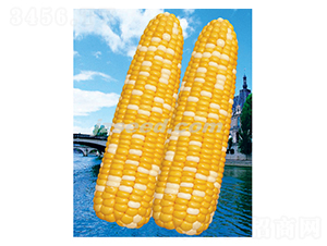 ���y�۴�-���׷N��-�F(xi��n)���N�I(y��)