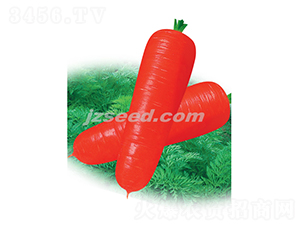 �t��807��S-���}���N��-�F(xi��n)���N�I(y��)