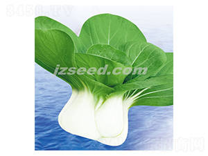 ���r(n��ng)������-С�ײ˷N��-�F(xi��n)���N�I(y��)