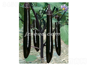 莊吳龍劍-茄子種子-現代種業(yè)