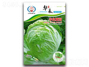 �A���Ĺ�-��ײ˷N��-�A���N�I(y��)