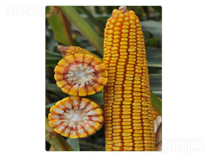 ����52̖-���׷N��-�A���N�I(y��)