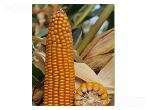 KWS6333-���׷N��-�A���N�I(y��)