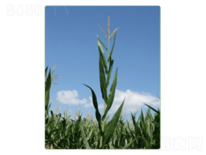 ����97̖-���׷N��-�A���N�I(y��)