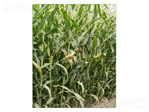 ����100̖-���׷N��-�A���N�I(y��)