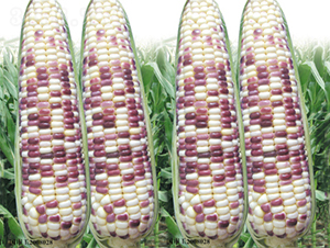 �K�ƻ�Ŵ2008-���׷N��-���߷N��