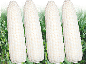 �K��Ŵ2̖-���׷N��-���߷N��