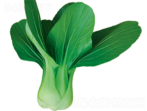 �|��18̖(h��o)-�ײ˷N��-���߷N��