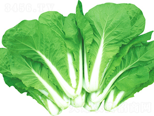 ����-�ײ˷N��-���߷N��