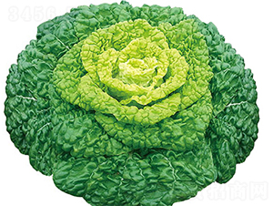 ����1̖(h��o)-�ײ˷N��-���߷N��