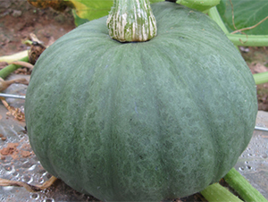 ������-�ϹϷN��-���߷N��