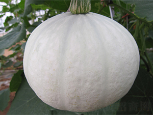 ������-�ϹϷN��-���߷N��