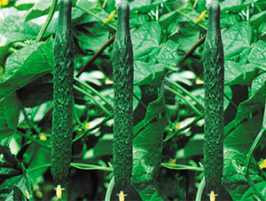 ¶�S�S��-�S�ϷN��-���߷N��