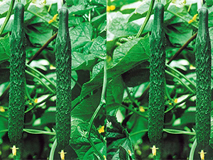 �Ͽ�5̖(h��o)-�S�ϷN��-���߷N��