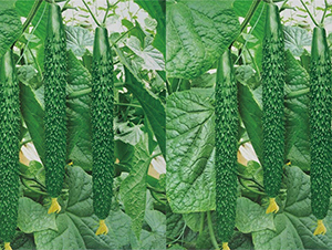 �Ͽ�6̖(h��o)-�S�ϷN��-���߷N��