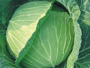 ����-���{�N��-���߷N��