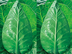 ��������-���{(l��n)�N��-���߷N��