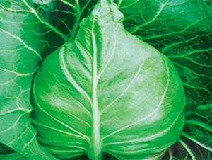 ���S007-���{�N��-���߷N��