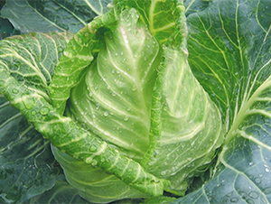 ����-���{(l��n)�N��-���߷N��