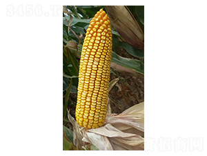 �F��31̖(h��o)-���׷N��-�F�зN�I(y��)