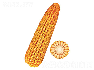 �F��25̖(h��o)-���׷N��-�F�зN�I(y��)