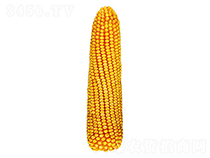 �F��21̖-���׷N��-�F�зN�I(y��)